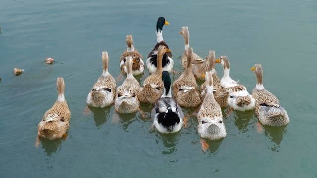 fly フライ カモ グウェン マック エリン ダンおじさん 映画 子ども おすすめ