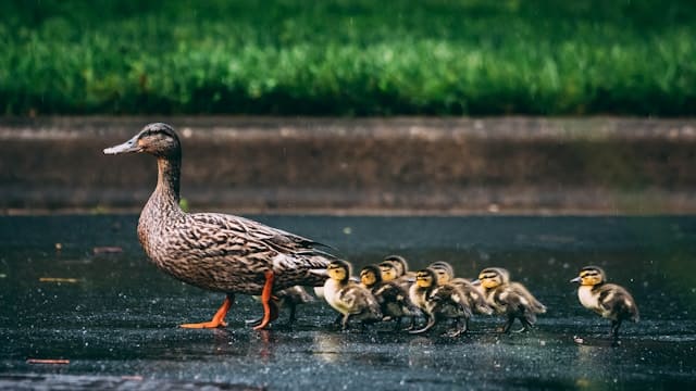 fly フライ カモ グウェン マック エリン ダンおじさん 映画 子ども おすすめ